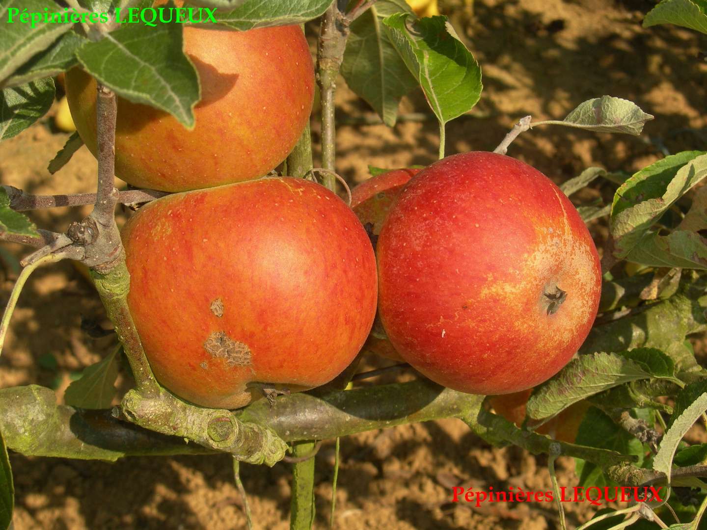 COX'S ORANGE